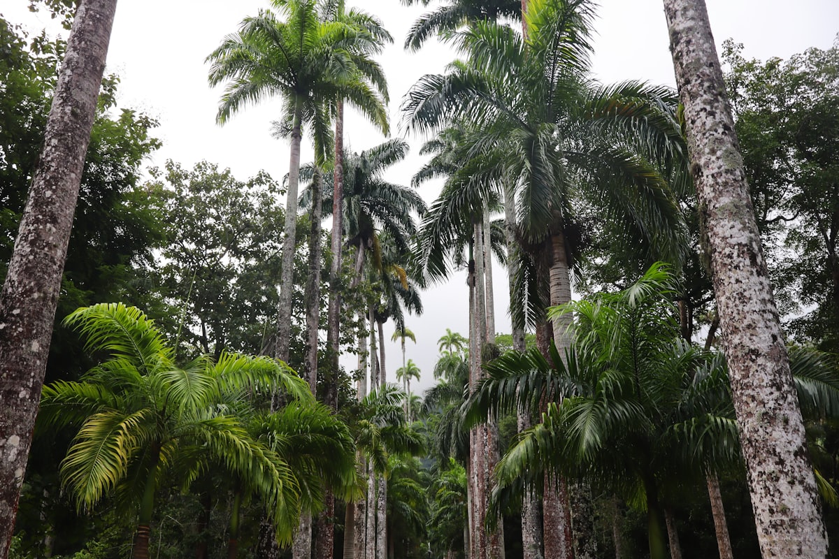 Aburi Botanical Gardens