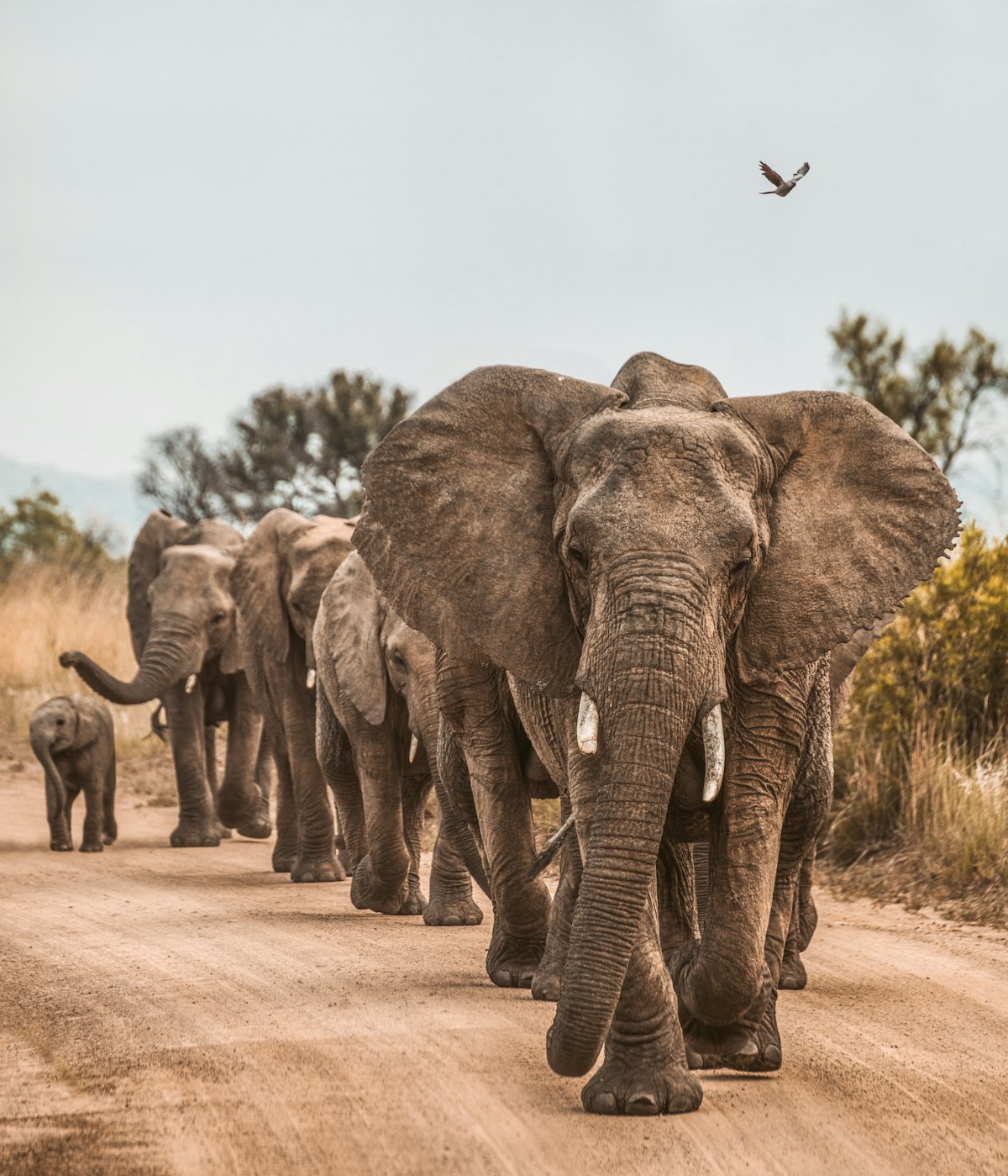 Mole National Park